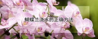 蝴蝶兰浇水的正确方法,第1图