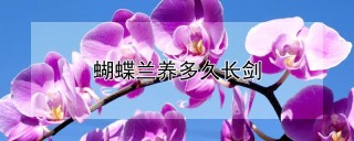 蝴蝶兰养多久长剑,第1图