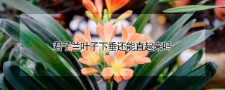 君子兰叶子下垂还能直起来吗,第1图