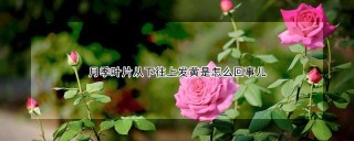 月季叶片从下往上发黄是怎么回事儿,第1图