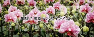 蝴蝶兰根都长出盆了怎么办?,第1图