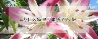 为什么家里不能养百合花,第1图