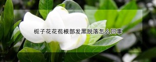 栀子花花苞根部发黑脱落怎么回事,第1图