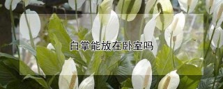 白掌能放在卧室吗,第1图