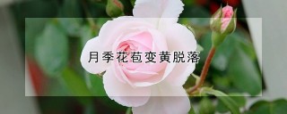 月季花苞变黄脱落,第1图