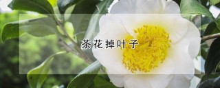 茶花掉叶子,第1图