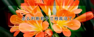 怎么判断君子兰移栽活了,第1图