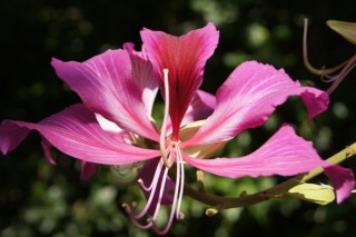 紫荆花树有几种品种,第3图