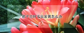 君子兰叶子尖发黄怎么办,第1图