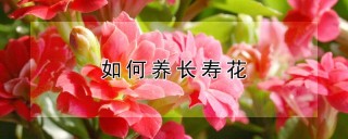 如何养长寿花,第1图