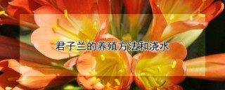 君子兰的养殖方法和浇水,第1图