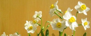 水仙花的种植步骤,第1图
