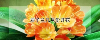 君子兰几月份开花,第1图