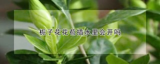 栀子花花苞插水里会开吗,第1图