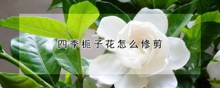 四季栀子花怎么修剪,第1图