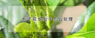 栀子花长虫子怎么处理,第1图