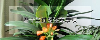 君子兰过冬注意事项,第1图