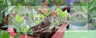 栀子花不发芽怎么回事,第1图