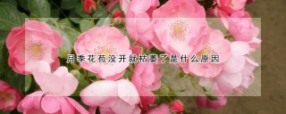 月季花苞没开就枯萎了是什么原因,第1图