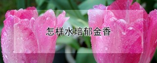 怎样水培郁金香,第1图