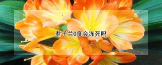 君子兰0度会冻死吗,第1图